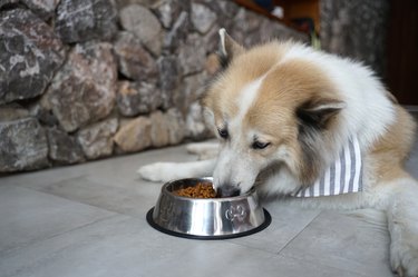 Large mixed breed dog with blue eyes having his food in stainless steel bowl on the floor
