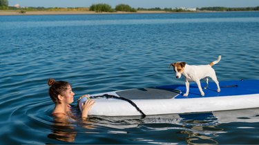 Dog jack russell terrier swims on the board with the owner. A woman and her pet spend time together at the lake