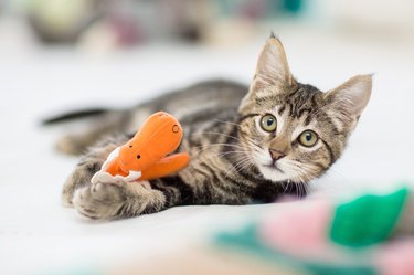 Kitten Playing with Stuffed Toy