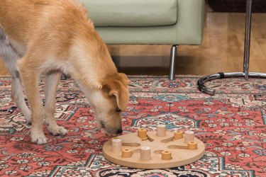 Brown dog looks at dog puzzle