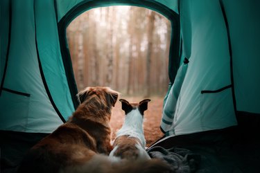 Rear view of man sitting by tent in forest