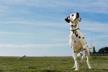 portrait of a purebred dalmatian dog standing playing with copy space sky