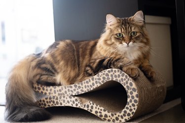 Portrait of young Siberian cat on a scratching post.