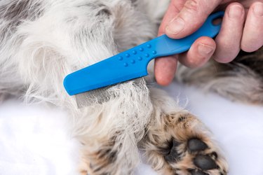 Dog examine for fleas with the flea comb - grooming