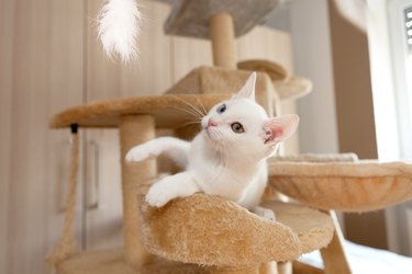 White cat on a cat tree and looking at a white feather.