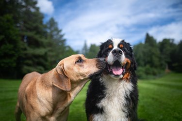 Two dogs playing in a park