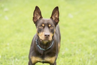 Kelpie in grass