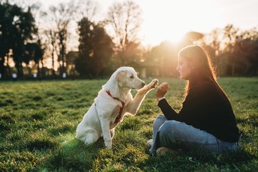 Young woman playing with her dog at the public park - Sunset time