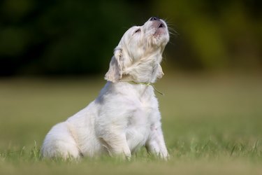 Howling puppy