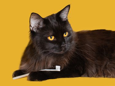 Black cat with a white toothbrush / yellow background