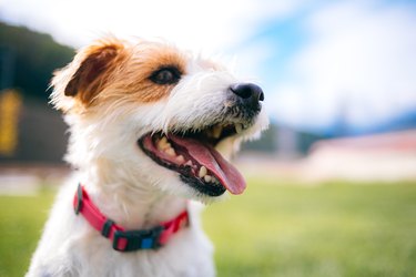 Playful jack russell terrier dog with sticking tongue.