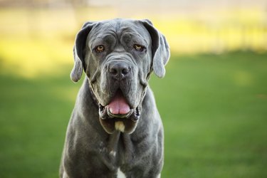 Dog on Grass Field