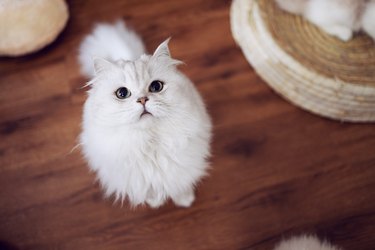 Cute white fluffy cat looking at the camera