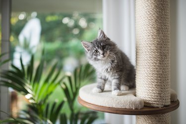 maine coon kitten on scratching post