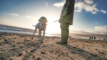 English pointer on beach with a setting sun in the background