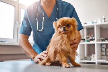 Cute patient. Male vet in work uniform holding little beautiful dog which is sitting on the table and looking at camera at veterinary clinic