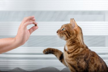 Training a cat for a treat in the room.