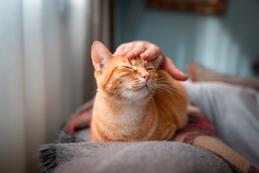 young man interacts with his cats on the sofa