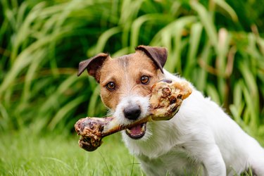 Dog with delicious pet treat bone at garden lawn