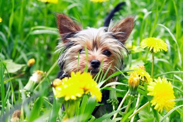 Funny Puppy Among Flowers