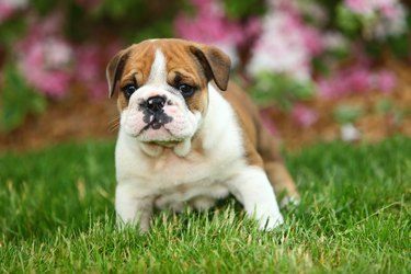 English Bulldog Puppy Standing in Beautiful Grass