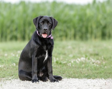 Black Labrador Sitting in a Field