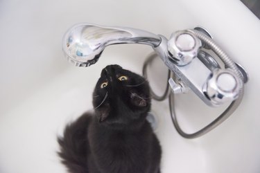 Tuxedo cat waiting for water drop in the bathtub.