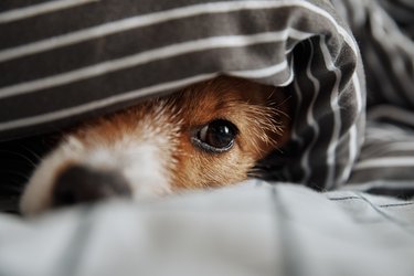 Small dog lies under a blanket