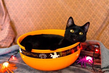 A black cat is laying in a plastic orange Halloween candy bowl next to a string of purple spider lights