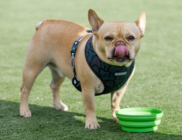 Tan Young Frenchie Male Licking Nose after Drinking Water