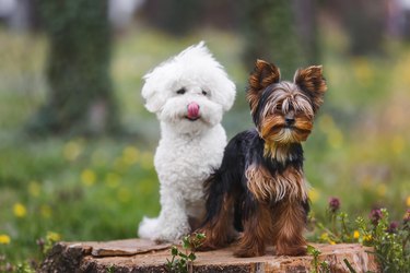 Two adorable  dogs,  Yorkshire terrier puppy  and white Bichon frise puppy dog sitting on a tree trunk in forest