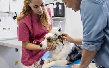 Veterinary Physical Exam of Dogs