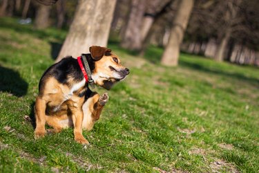 Dog scratching himself