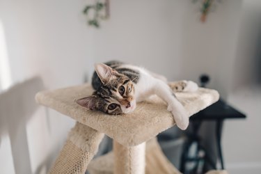 Kitten on the top of a play tree at home.