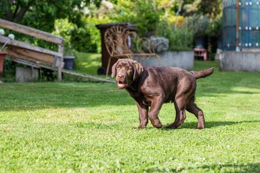 Chocolate labrador retriever puppy running on green grass