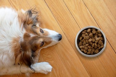 Domestic dog and a bowl with dry food on wooden floor background.