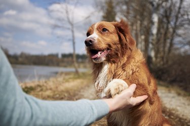 how can i soften my dogs paw pads