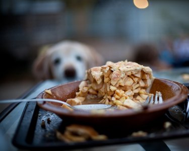 dog looking at piece of pie on table