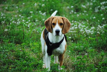 Beagle dog