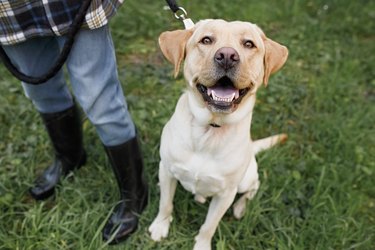 Satisfied and joyful muzzle of a Labrador on a walk with his owner, sincere smile, partial focus