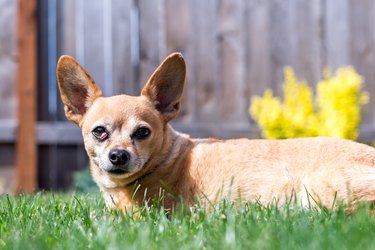 Happy Chiweenie Dog Sitting in Grass on Sunny Day