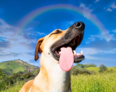 Low angle shot of a cute dog captured under the rainbow in the blue sky