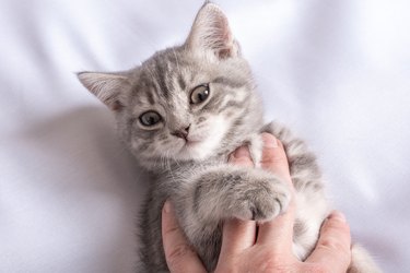 Gray striped little kitten in the hands of a man lying on a white blanket. A happy cat loves to be petted by a man
