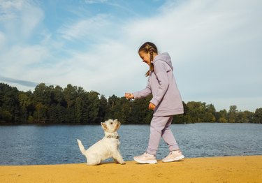 A seven-year-old girl with pigtails plays with a west highland white terrier on the beach near the lake.