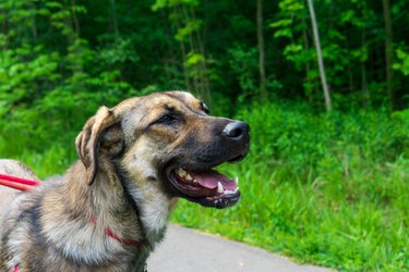 Anatolian Shepherd Mix female dog 1 year old female puppy