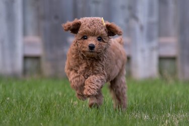 Poodle puppy