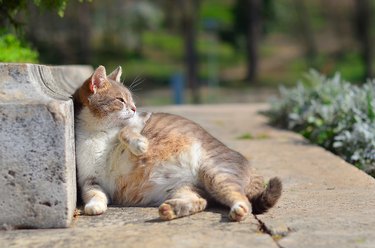 Portrait of pregnant cat walking on the lawn