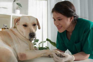 A yellow Labrador dog is lying on an exam table. A female veterinarian wearing green scrubs and latex gloves is standing next to the dog and holding one of its paws.