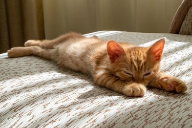 A small beautiful red tabby kitten falls asleep on the couch