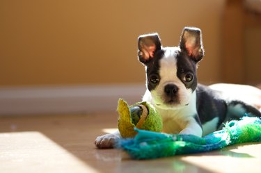 tiny boston terrier puppy chewing on toys